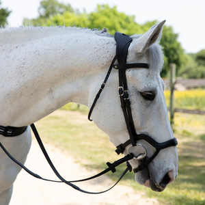 Muzzles & Bridle