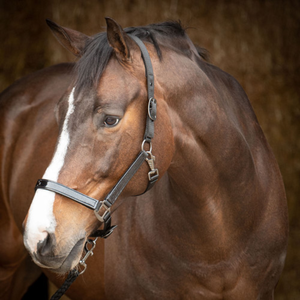 Halter & Leadropes