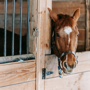 Stable / Meadow